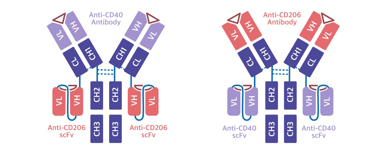 Bispecific Antibodies