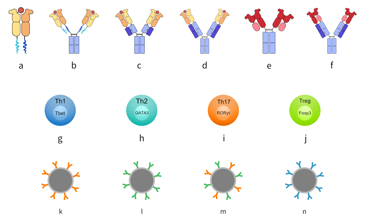 Fusion Proteins